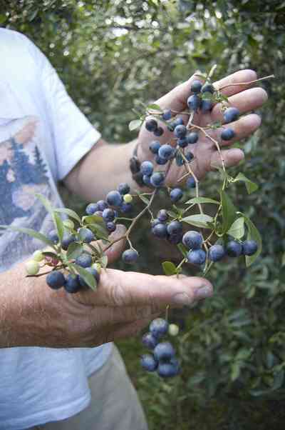 07_26_07+Blueberries_02+WEB.jpg:  farm, blueberry, crop, plant, cultivation, 