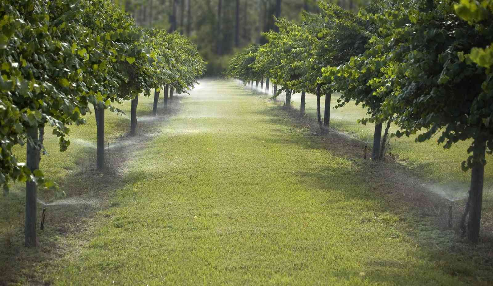 07_26_07+Blueberries_06+WEB.jpg:  irrigation, farm, grapes, arbor, 