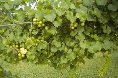 muscadine+grapes+WEB.jpg:  grapes, wine, jelly, arbor, farm, 