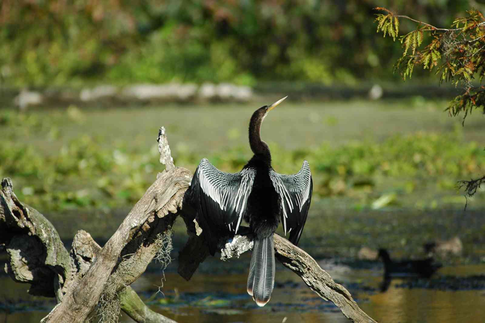 Perdido+River+Swamp_01.jpg:  bird, cypress knee, swamp, bog, mud, wildlife refuge, coastal, migrant bird, springs, alligator, cottonmouth, saltmarsh, lagoon, estuaries, wiregrass, bay swamp, salamander, wild turkey, water oak, hydric hammock , 
