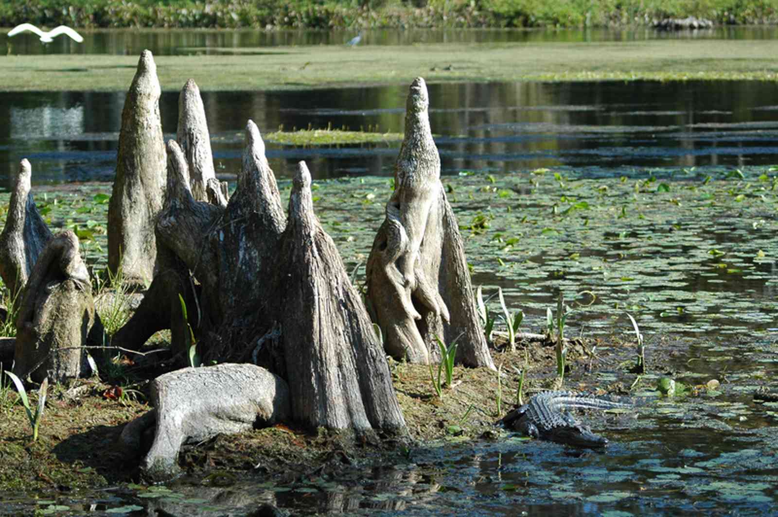 Perdido+River+Swamp_02jpg.jpg:  bog, marsh wetlands, maritime forest, root, swamp, mud, alligator, cypress knee, taxodioideae, muddy, bay swamp, salt marsh
, 