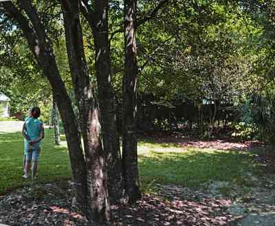 409+Montrose+Blvd-backyard_02.jpg:  woodland, oak trees, 
