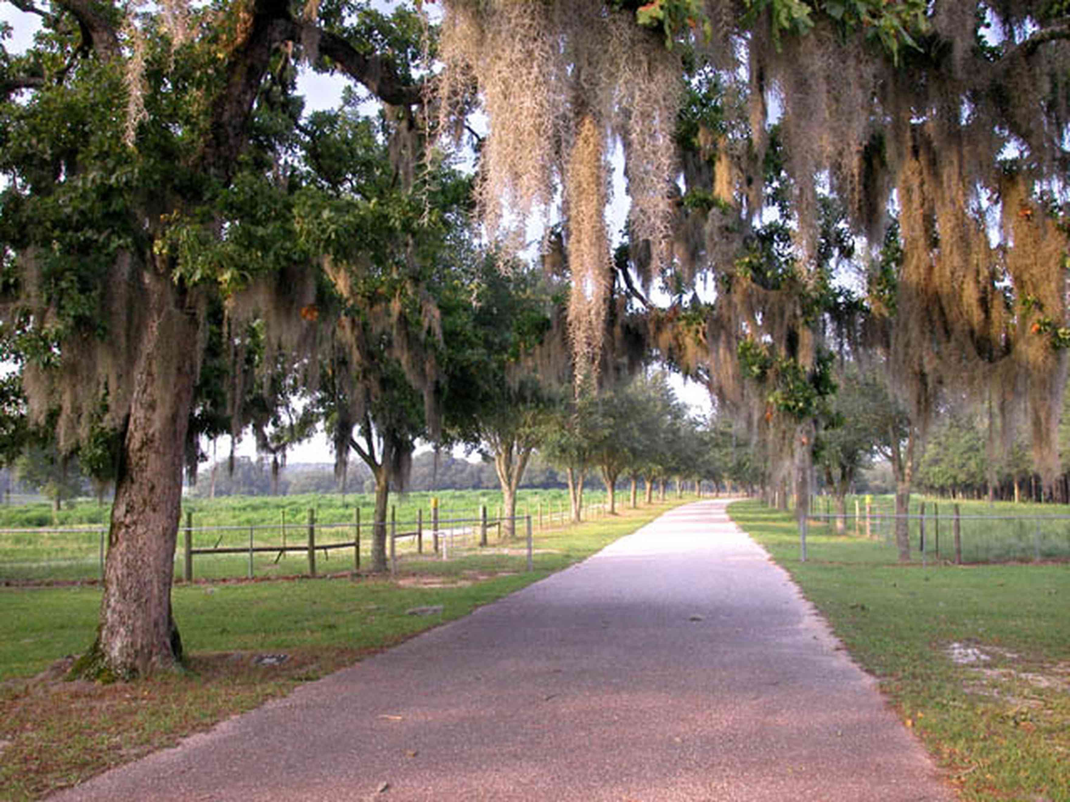Allentown:-Hopewell-Road_02.jpg:  county road, winding road, spanish moss, narrow winding road, oak tree, pasture land, farm, farmland