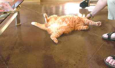 Aragon:-649-Aragon-Street_10.jpg:  painted floor, coffee table, tabby cat, orange cat, living area