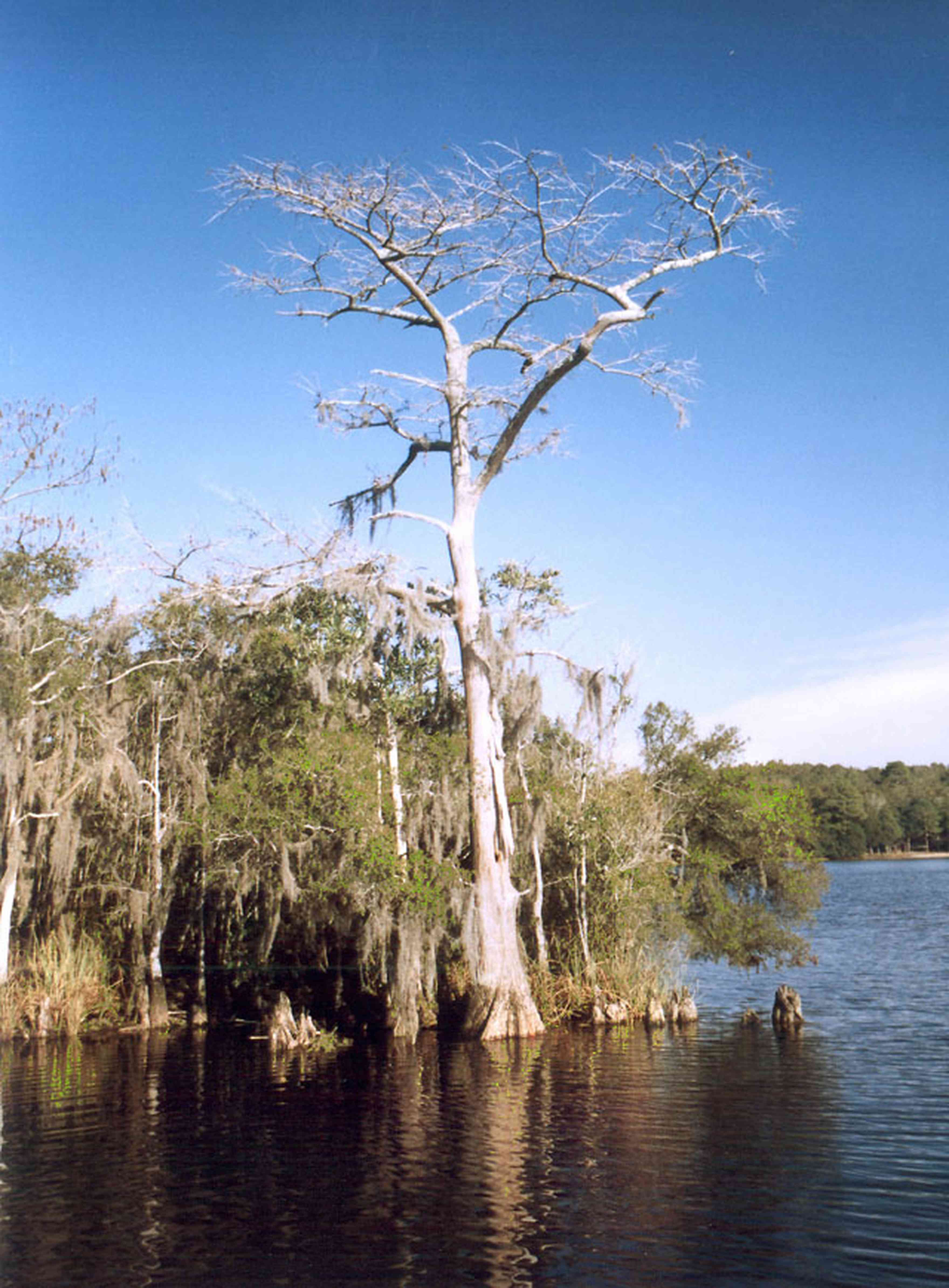 Blackwater-River-State-Park:-Blackwater-River_03.jpg:  gulf coast, cypress tree, swamp, forest, park
