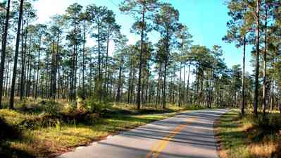 Blackwater-River-State-Park:-Pine-Forest_12.jpg:  forest, county road, long-leaf pine trees, heart pine, bracken fern, wire grass
