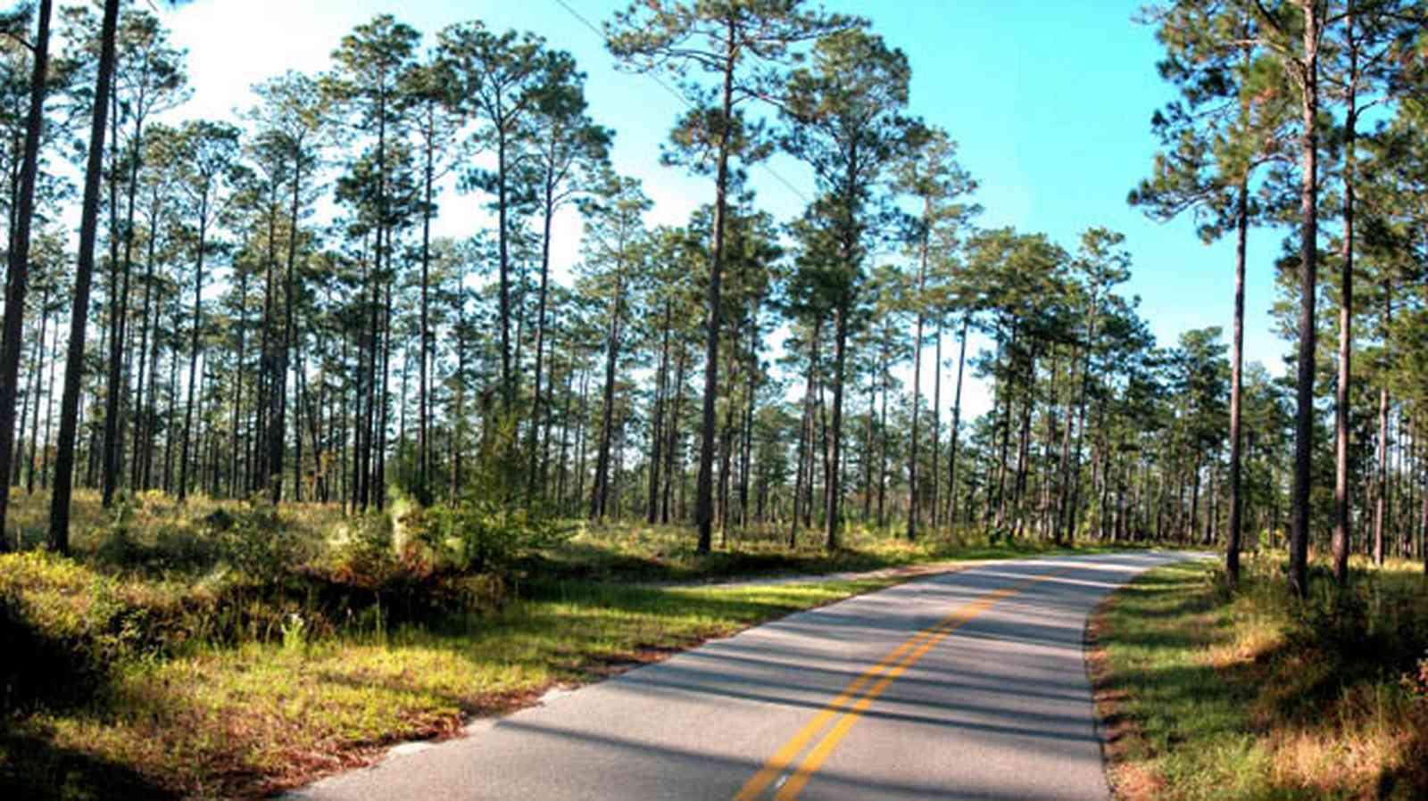 Blackwater-River-State-Park:-Pine-Forest_12.jpg:  forest, county road, long-leaf pine trees, heart pine, bracken fern, wire grass
