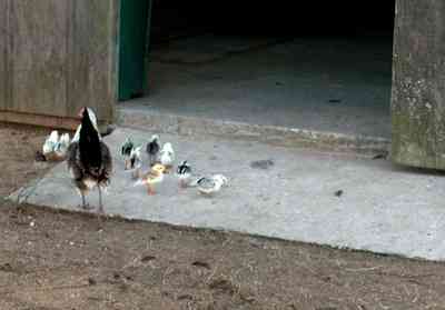 Century:-Brown-Farm_09a.jpg:  bitties, chicks, chicken, banty rooster, hen, chicks, barn, farm