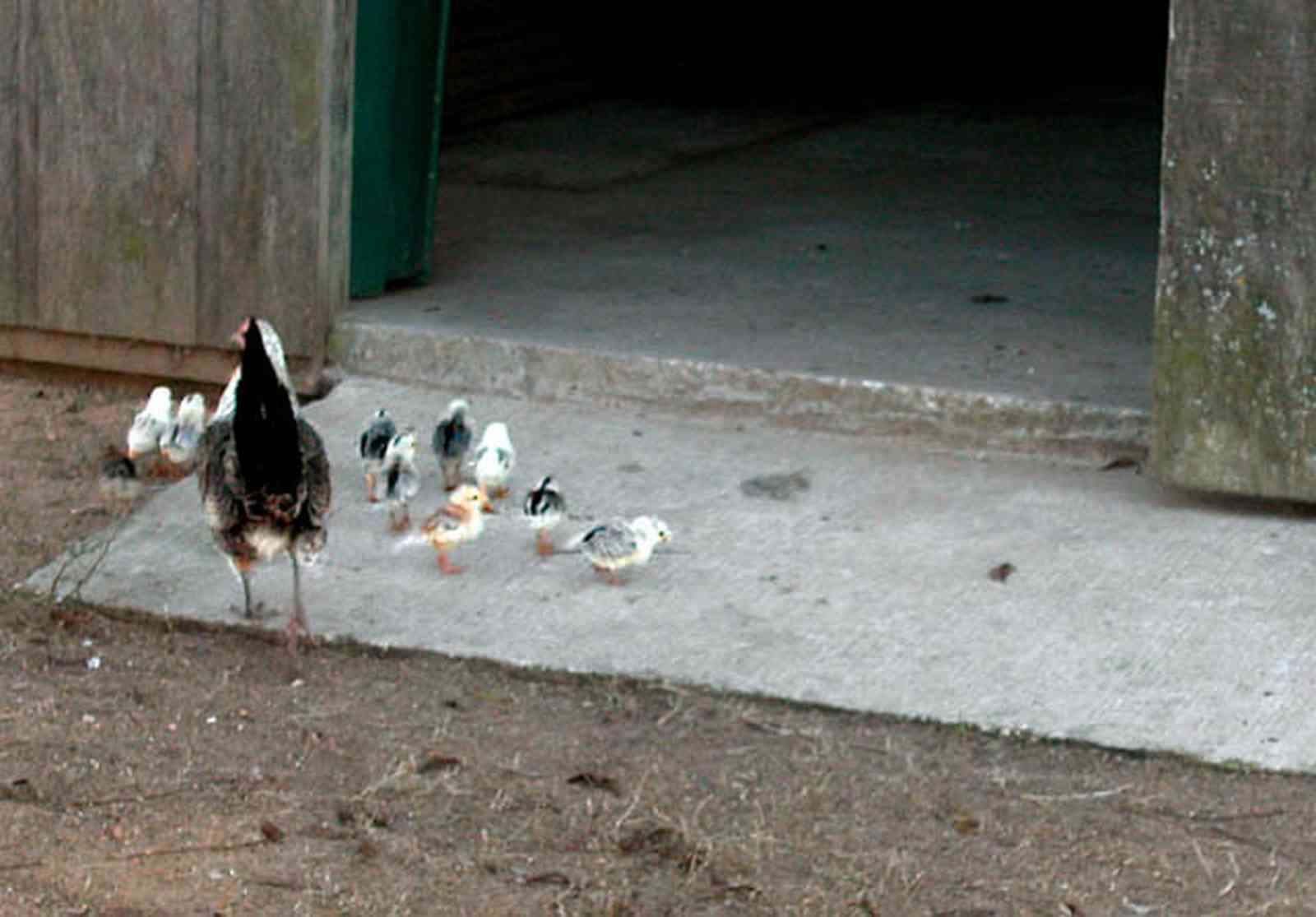 Century:-Brown-Farm_09a.jpg:  bitties, chicks, chicken, banty rooster, hen, chicks, barn, farm
