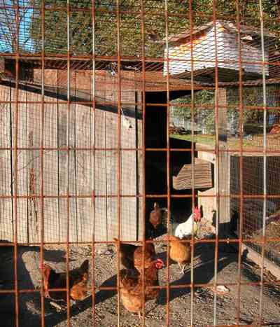 Century:-Brown-Farm_09b.jpg:  laying hens, chickens, eggs, farm, pecking, rooster