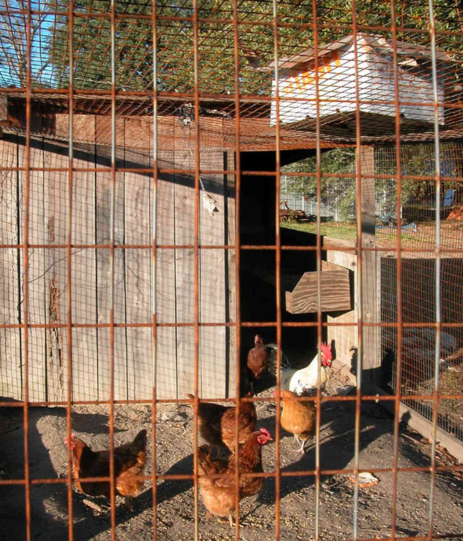 Century:-Brown-Farm_09b.jpg:  laying hens, chickens, eggs, farm, pecking, rooster