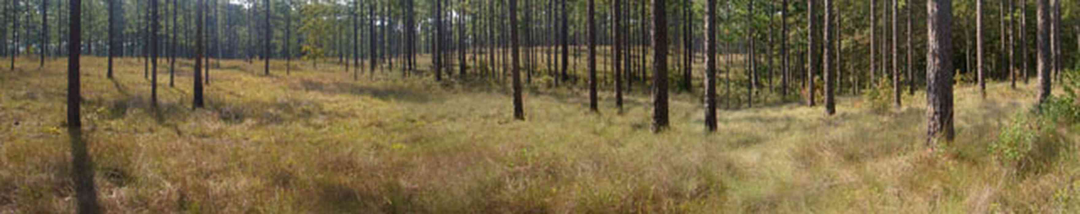 Chipley:-Falling-Waters-State-Park_01.jpg:  forest, broomsage, wire grass, longleaf pine trees, state park