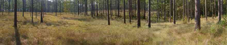 Chipley:-Falling-Waters-State-Park_01.jpg:  forest, broomsage, wire grass, longleaf pine trees, state park