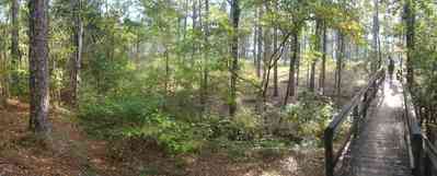 Chipley:-Falling-Waters-State-Park_09.jpg:  boardwalk, deck, promenade, upland forest, watershed