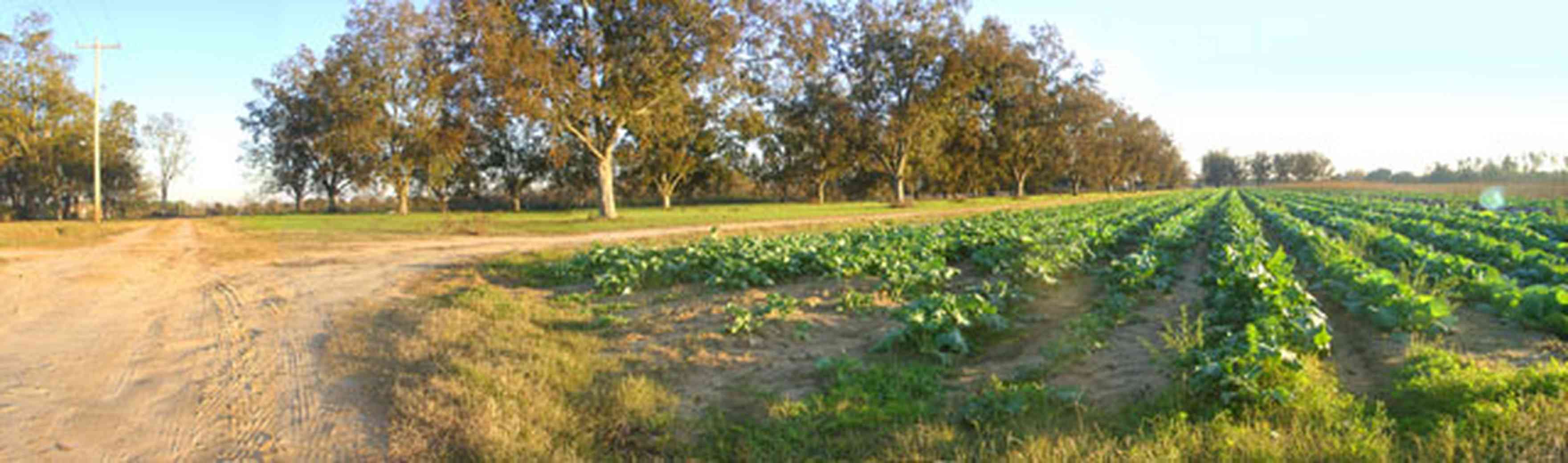Elberta:-Kleinschmidt-Road-Truck-Farm_02.jpg:  alabama, dirt road, truck garden, pecan trees, farm land