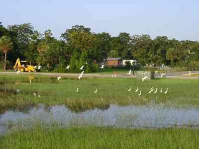 Gateway-District:-Admiral-Mason-Park_05.jpg:  cattle heron, marshland