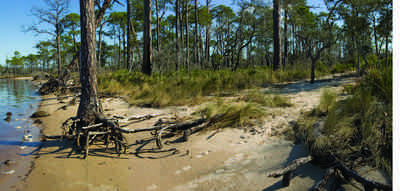 12-31-09+gins-live+oaks+compound_03.jpg:  