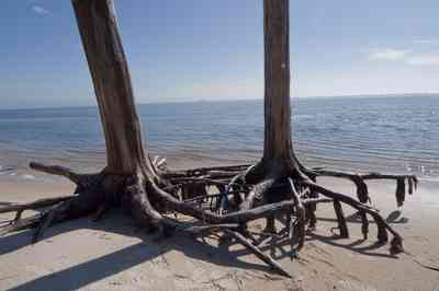 gins-naval+live+oaks-soundside+beach_03.jpg:  