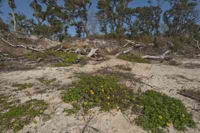 gins-naval+live+oaks-soundside+beach_05.jpg:  