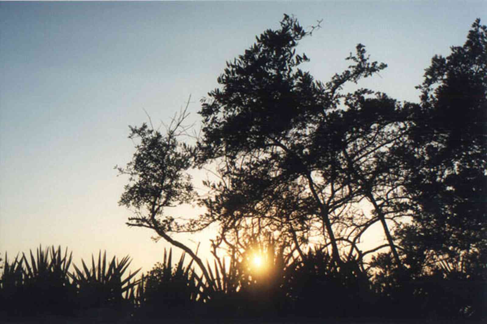 Gulf-Islands-National-Seashore:-Butcherpin-Cove_park-1.jpg:  palmetto, oak, sunset, gulf coast, gulf of mexico, naval live oaks reservation