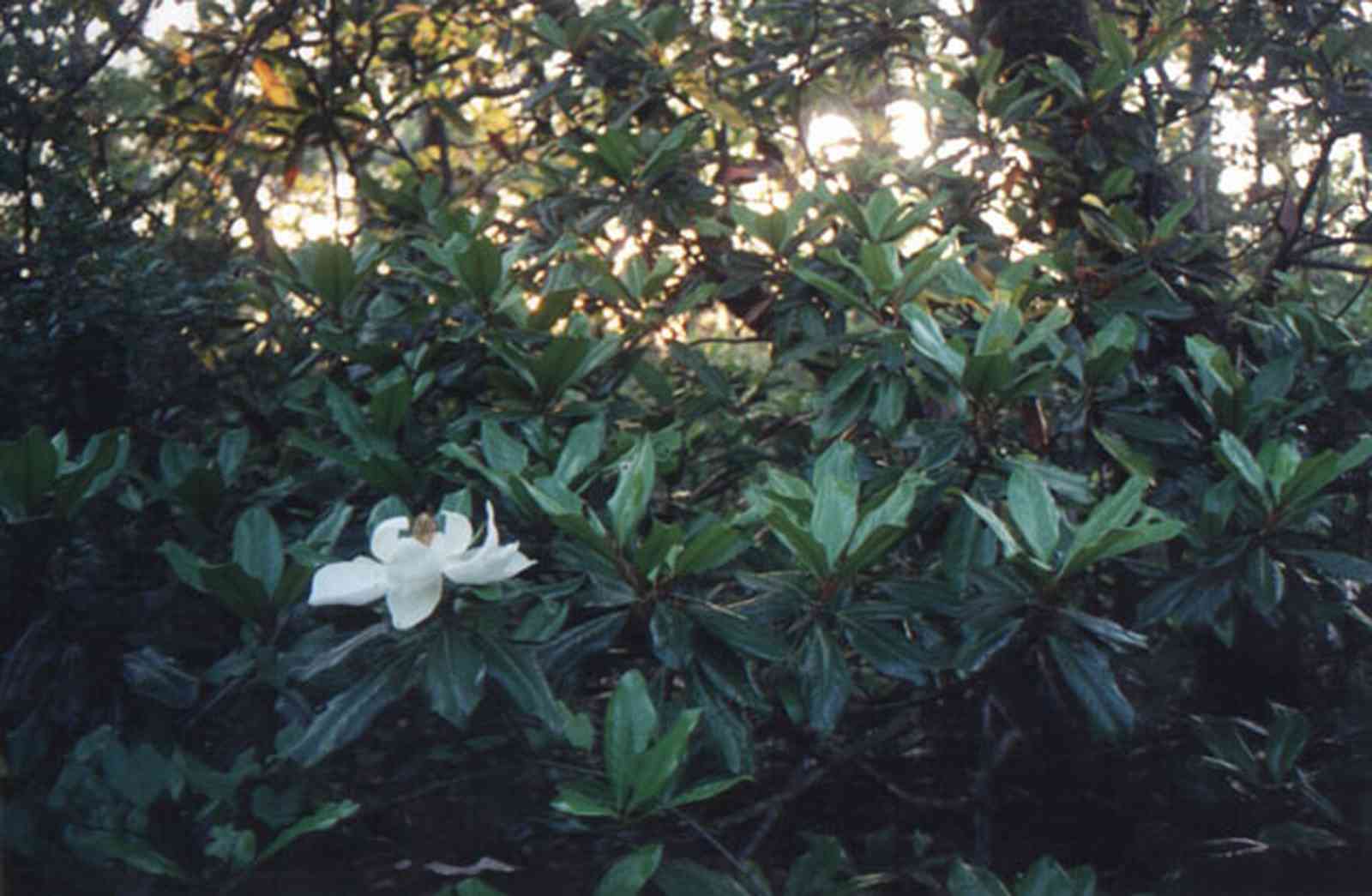 Gulf-Islands-National-Seashore:-Butcherpin-Cove_park-2.jpg:  magnolia, oak, cove, naval live oak preserve, gulf coast, peninsula, oak tree