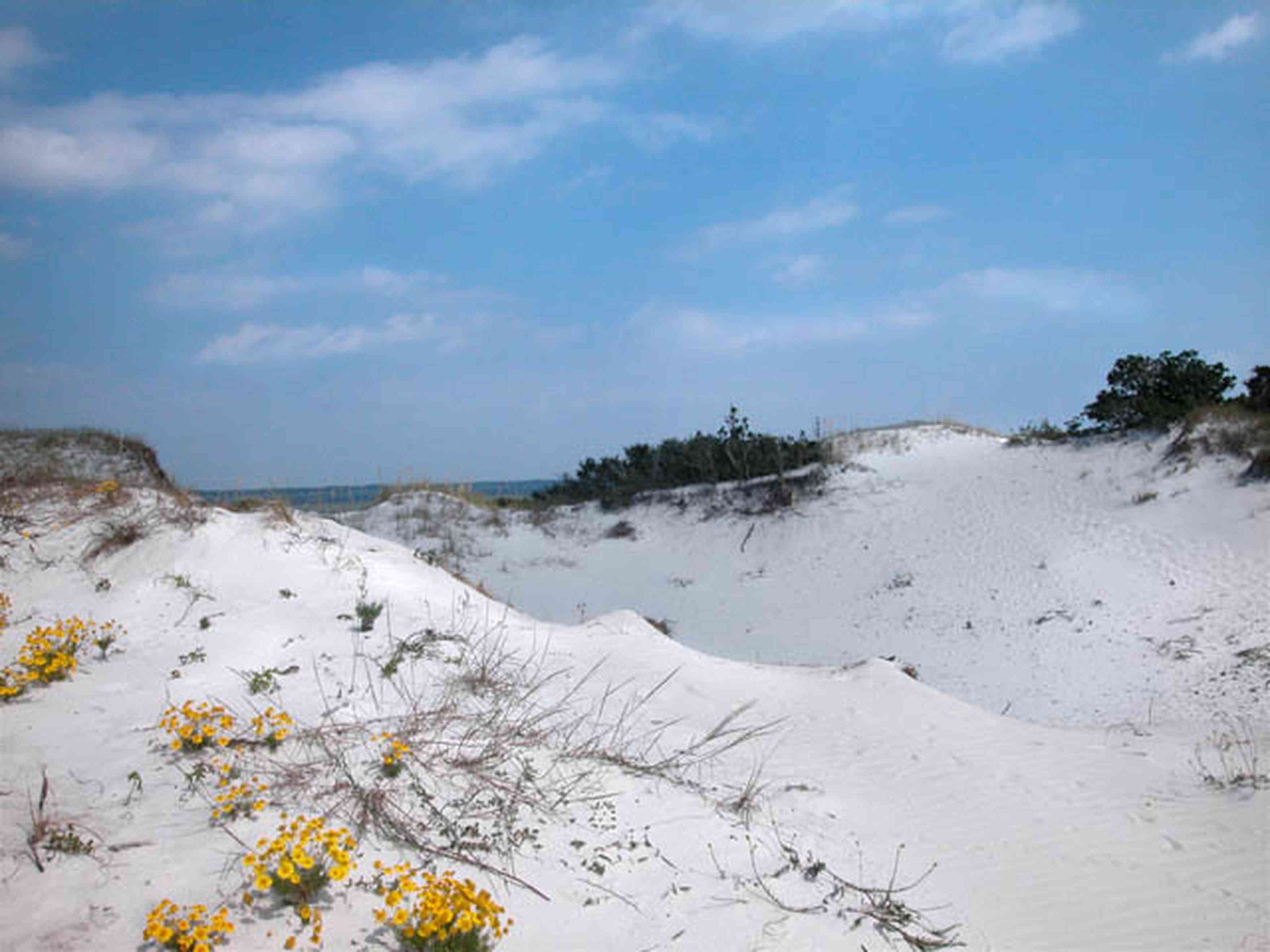 Gulf-Islands-National-Seashore:-Dunes:-Parking-Lot-9_03.jpg:  driftwood, wild flowers, quartz sand, pensacola bay, sand dunes, national seashore
