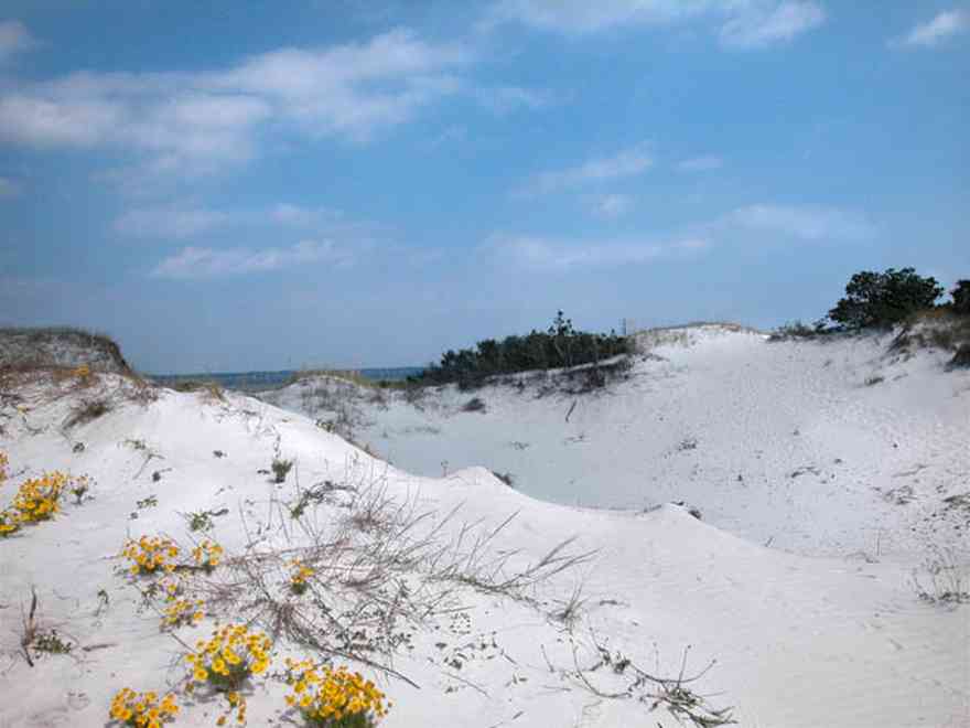 Gulf-Islands-National-Seashore:-Dunes:-Parking-Lot-9_03.jpg Gulf-Islands-National-Seashore:-Dunes:-Parking-Lot-9_03.jpg: driftwood, wild flowers, quartz sand, pensacola bay, sand dunes, national seashore