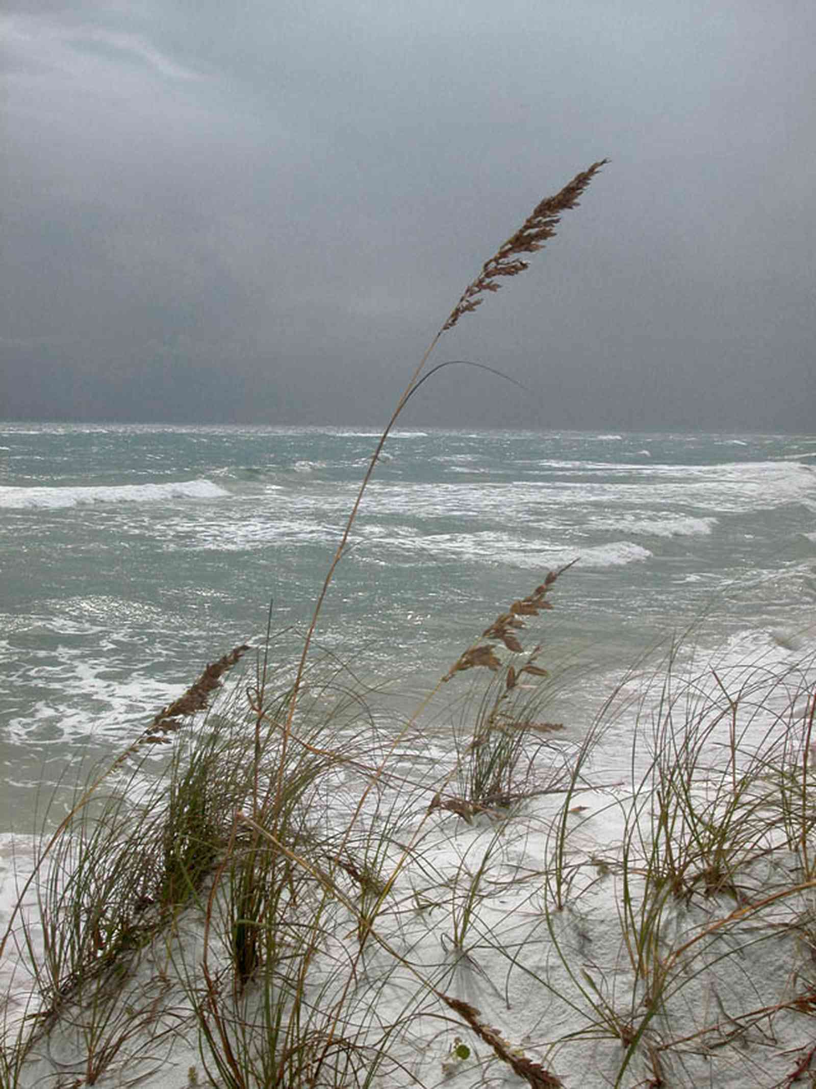 Gulf-Islands-National-Seashore:-Fort-Pickens:-Battery-234_02.jpg:  sea oats, dunes, surf, crystal white sand, barrier island, gulf of mexico, tropical storm, beach habitat, storm