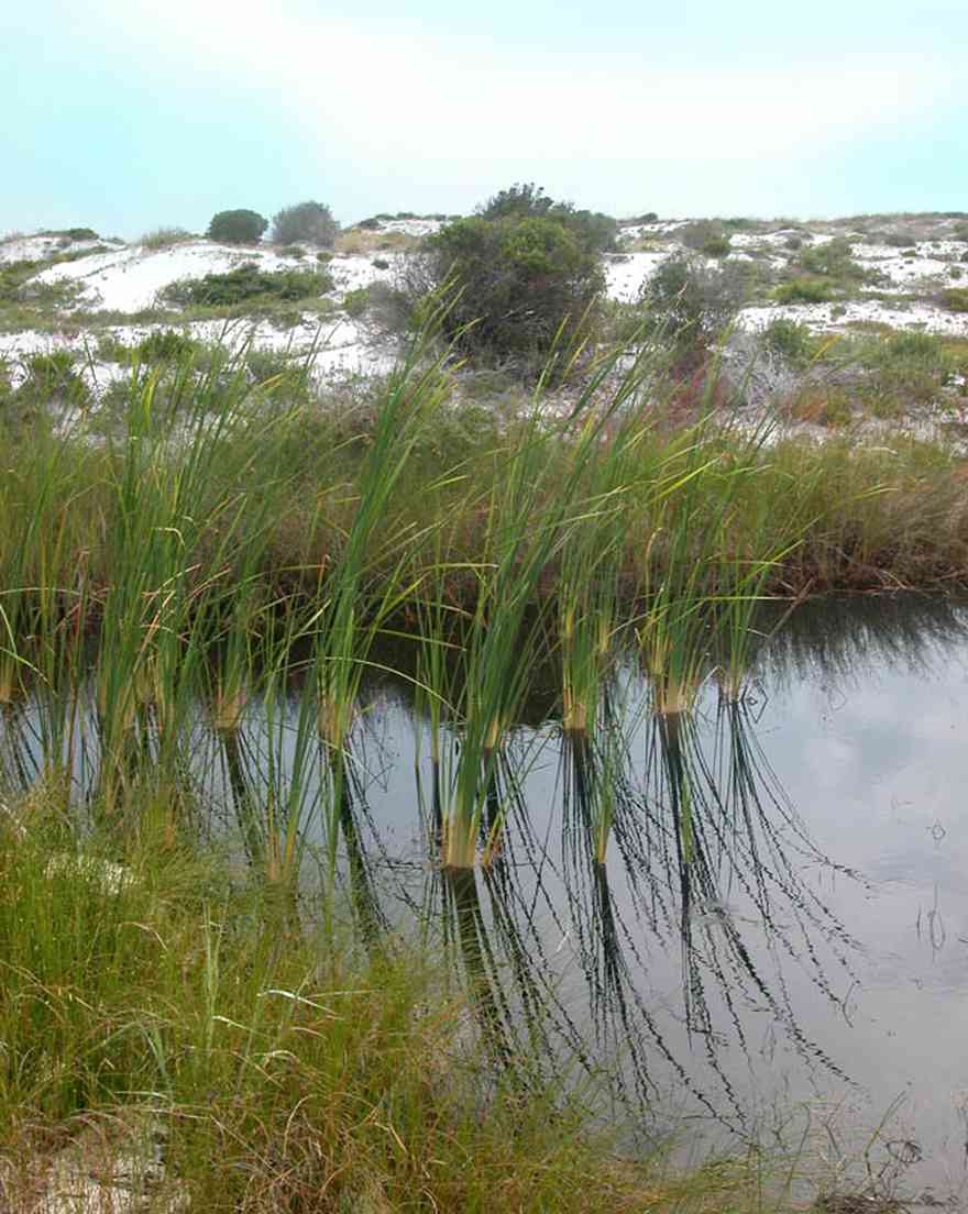 Gulf-Islands-National-Seashore:-Nature-Trail-Campstore_01.jpg:  leafless sedge, sundew, sawgrass, sea oats, barrier island, dwarf trees, sand dunes, salt spray, drifting sand