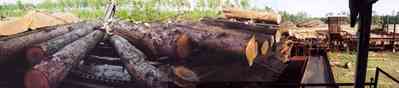 Harold:-Wilson-Lumber-Mill_11.jpg:  logs, lumber, mill, cyprus