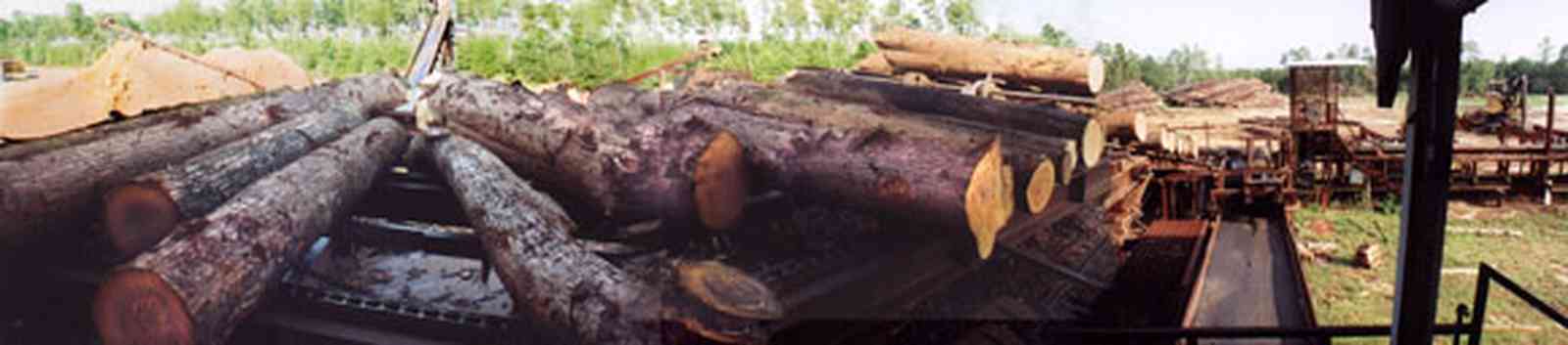 Harold:-Wilson-Lumber-Mill_11.jpg:  logs, lumber, mill, cyprus