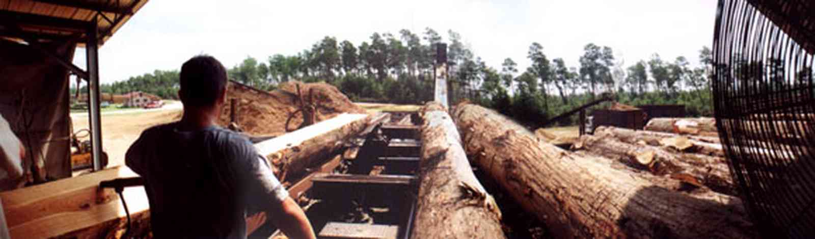 Harold:-Wilson-Lumber-Mill_7.jpg:  cyprus logs, fan, pine trees, sawmill