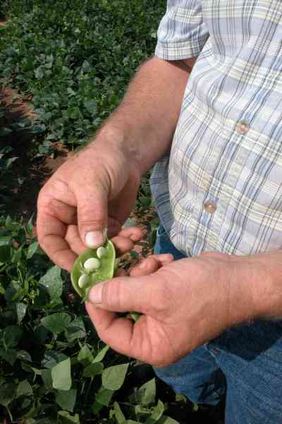 Hollandtown:-Holland-Farm:-Butterbean-Harvest_04.jpg:  pea, bean, field, green butterbean, fresh produce, garden produce