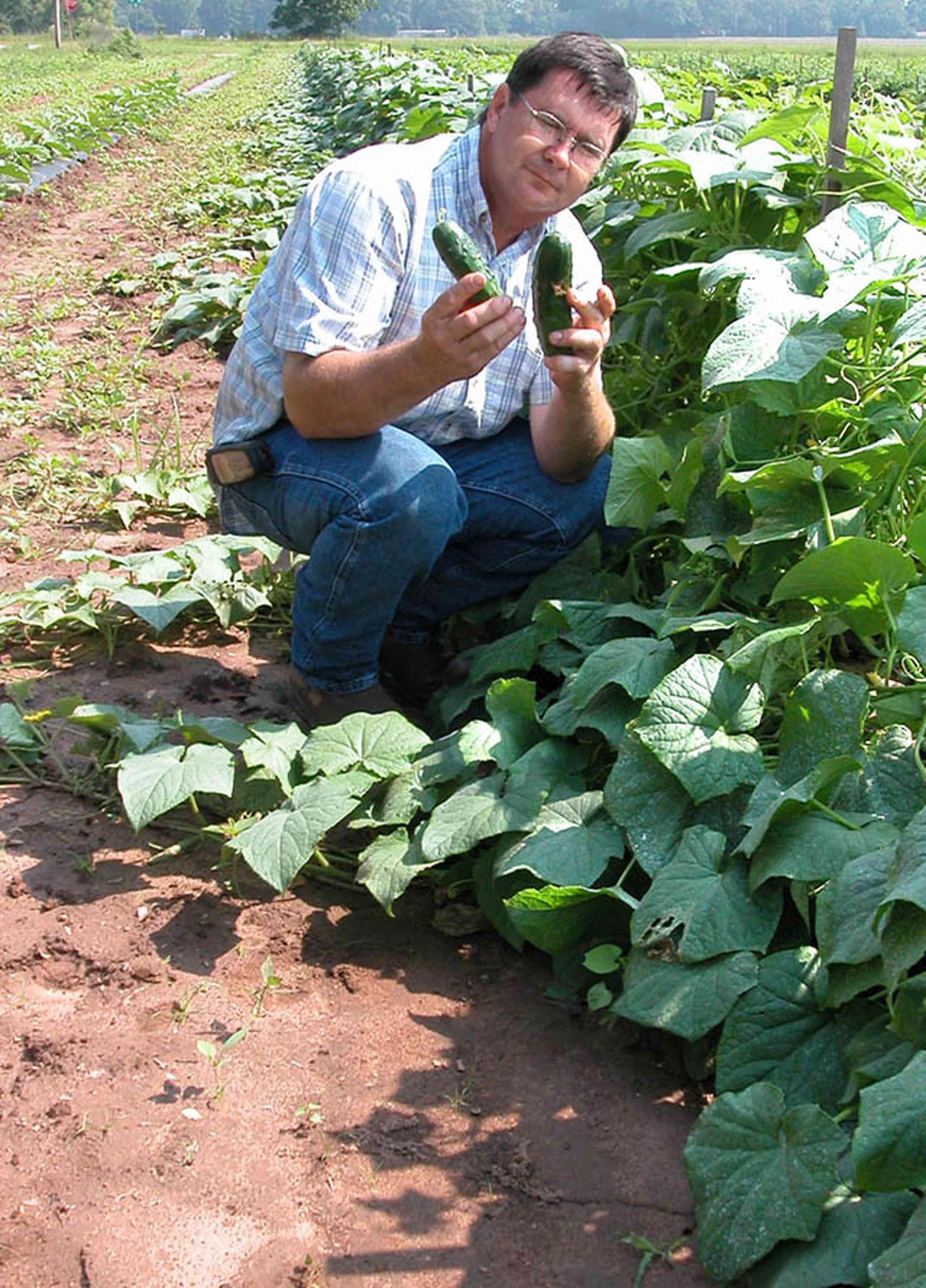Hollandtown:-Holland-Farm:-Cucumber-Crop_01.jpg:  row crop, pickle, cucumber, vine, tendril, farmer