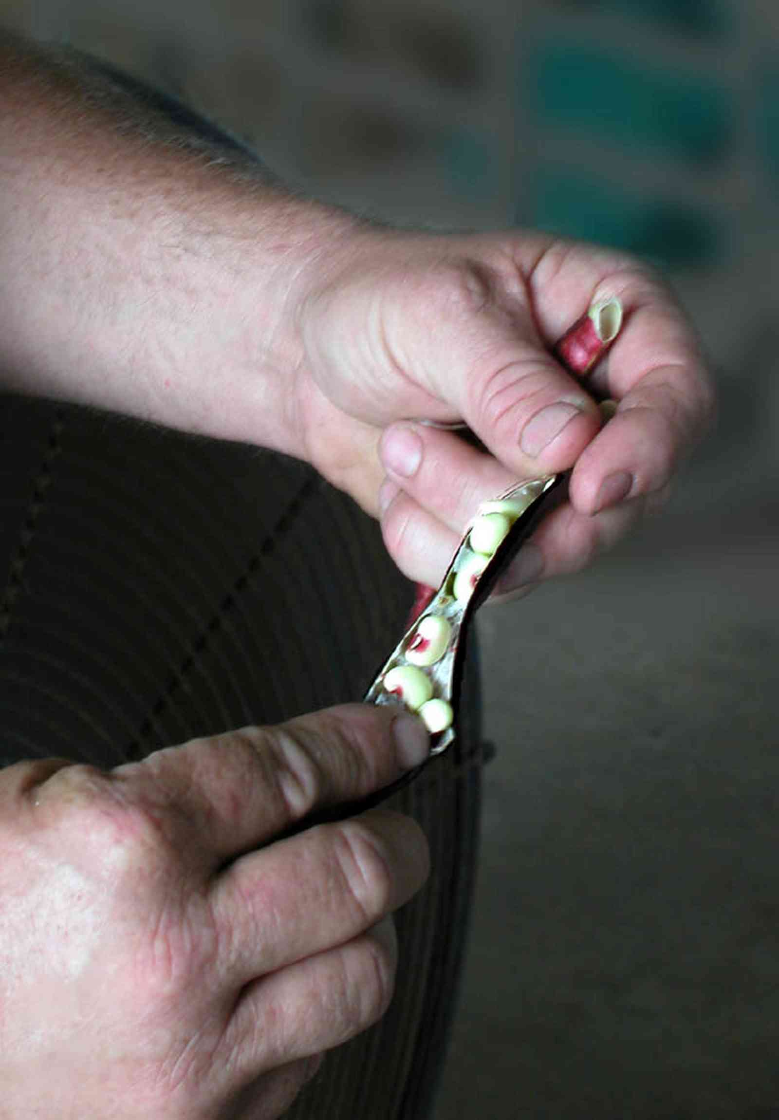 Hollandtown:-Holland-Farm:-Pea-Patch_01.jpg:  pod, pea, cow pea, vigna unguiculata  , 