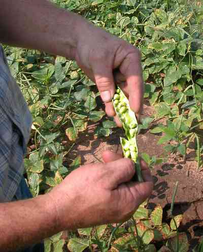 Hollandtown:-Holland-Farm:-Pea-Patch_04.jpg:  zipper cream peas, farm, produce, row crop, pea  patch