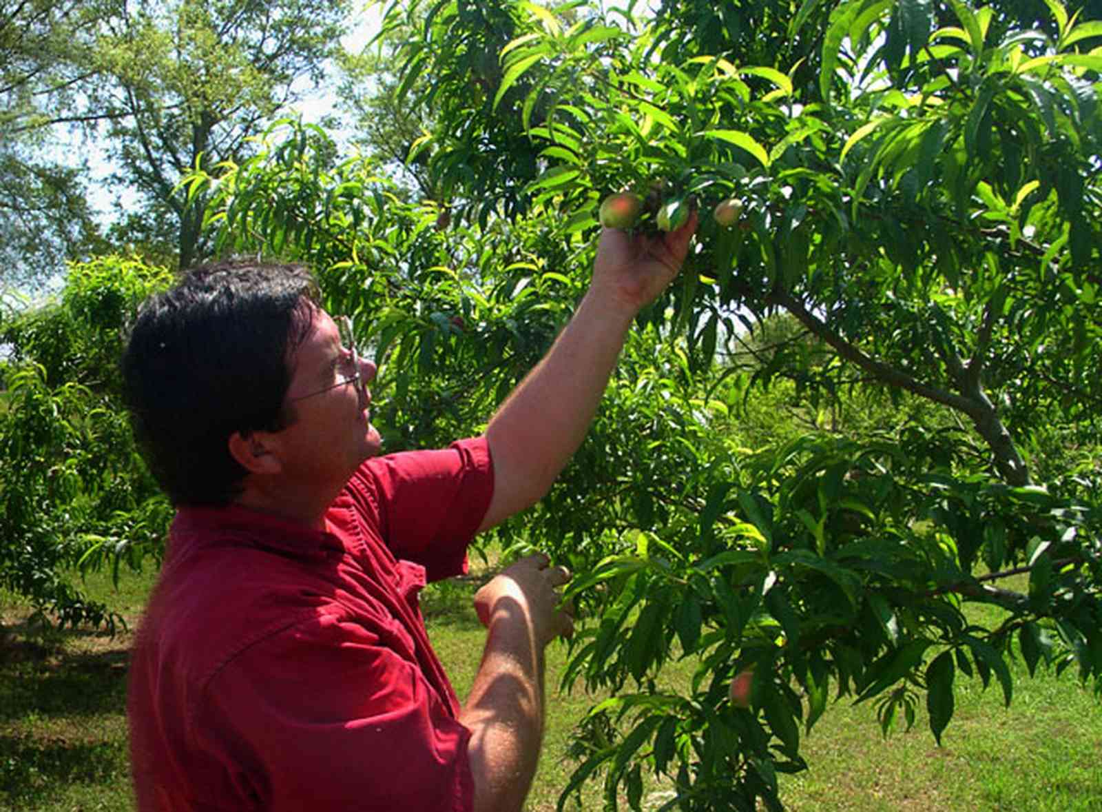 Hollandtown:-Holland-Farm:-Peach-Orchard_03.jpg:  peaches, bruce holland, peach orchard, farmer, bruce holland, holland town