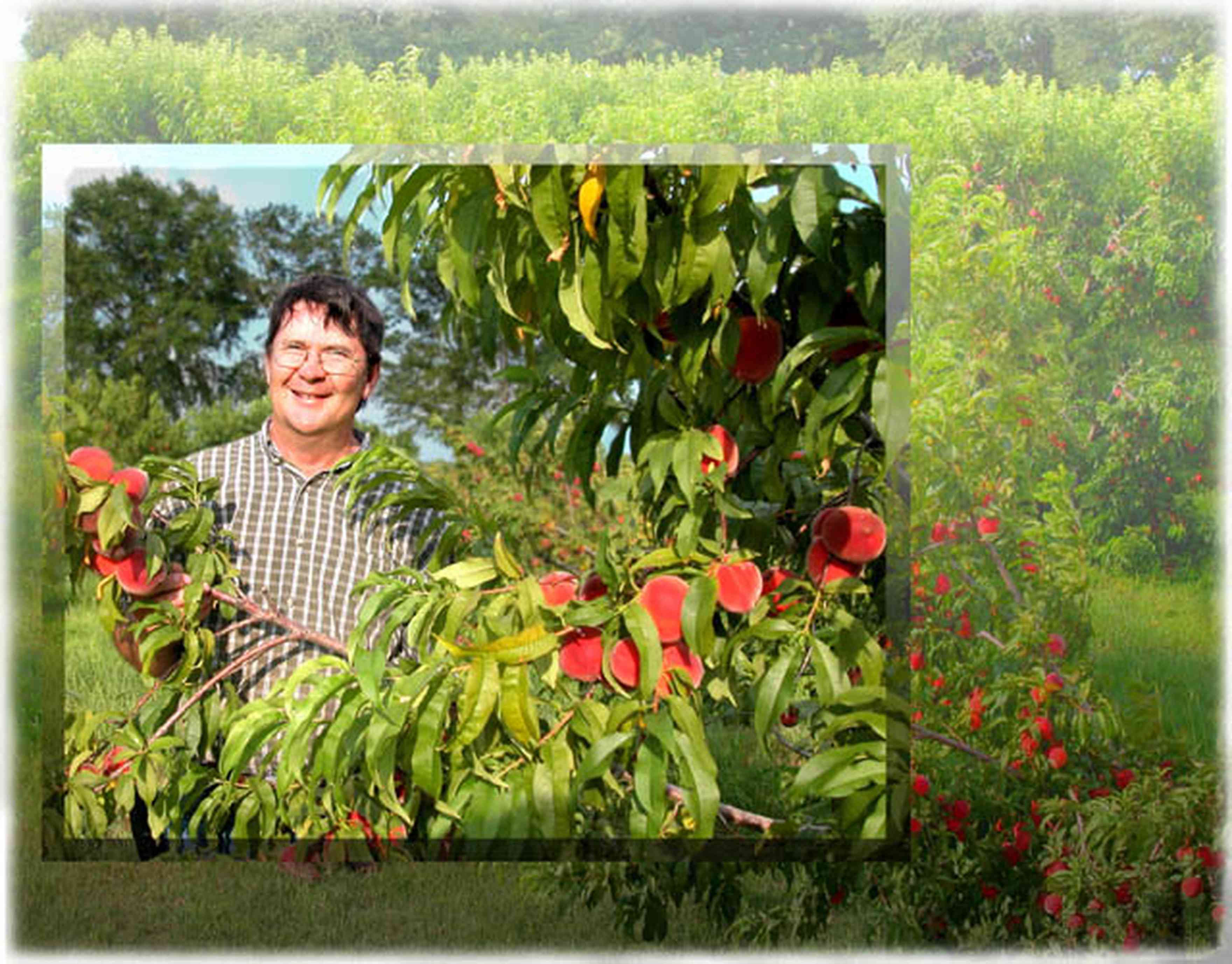 Hollandtown:-Holland-Farm:-Peach-Orchard_04.jpg:  fuzzy skin peach, peach tree, peach orchard, peach farm, farmer, checked shirt