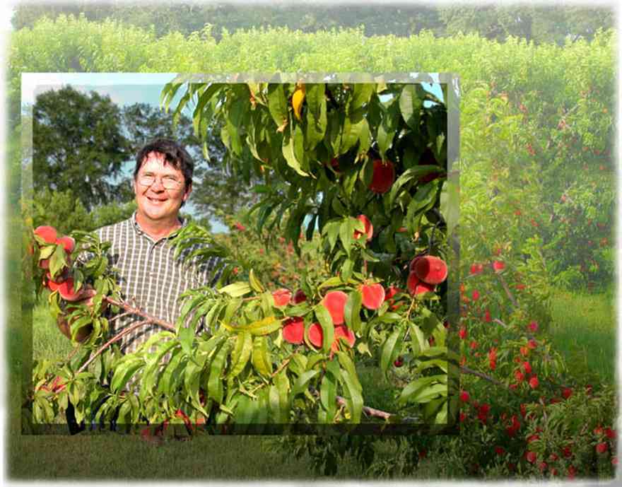 Hollandtown:-Holland-Farm:-Peach-Orchard_04.jpg:  fuzzy skin peach, peach tree, peach orchard, peach farm, farmer, checked shirt