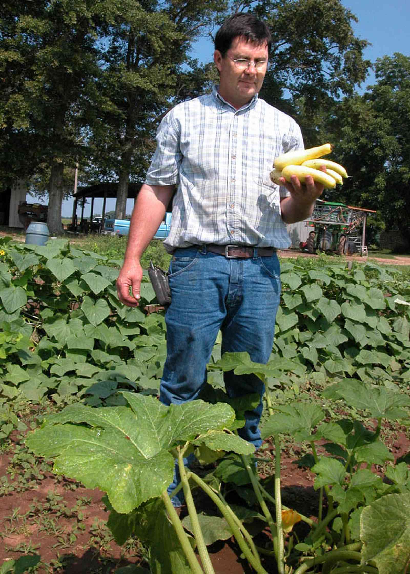 Hollandtown:-Holland-Farm:-Sales_08.jpg:  yellow crook-neck squash, garden, vines, barn, farm, farmer, truck farm, produce , 