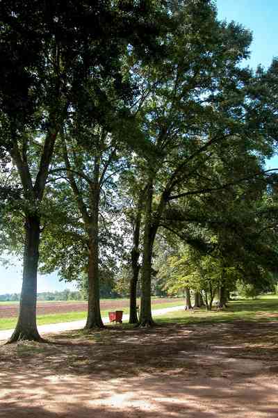 Hollandtown:-Holland-Farm:-South-Field_04.jpg:  sweet gum tree, water oak tree, field, crop, pumpkin patch, dirt road
