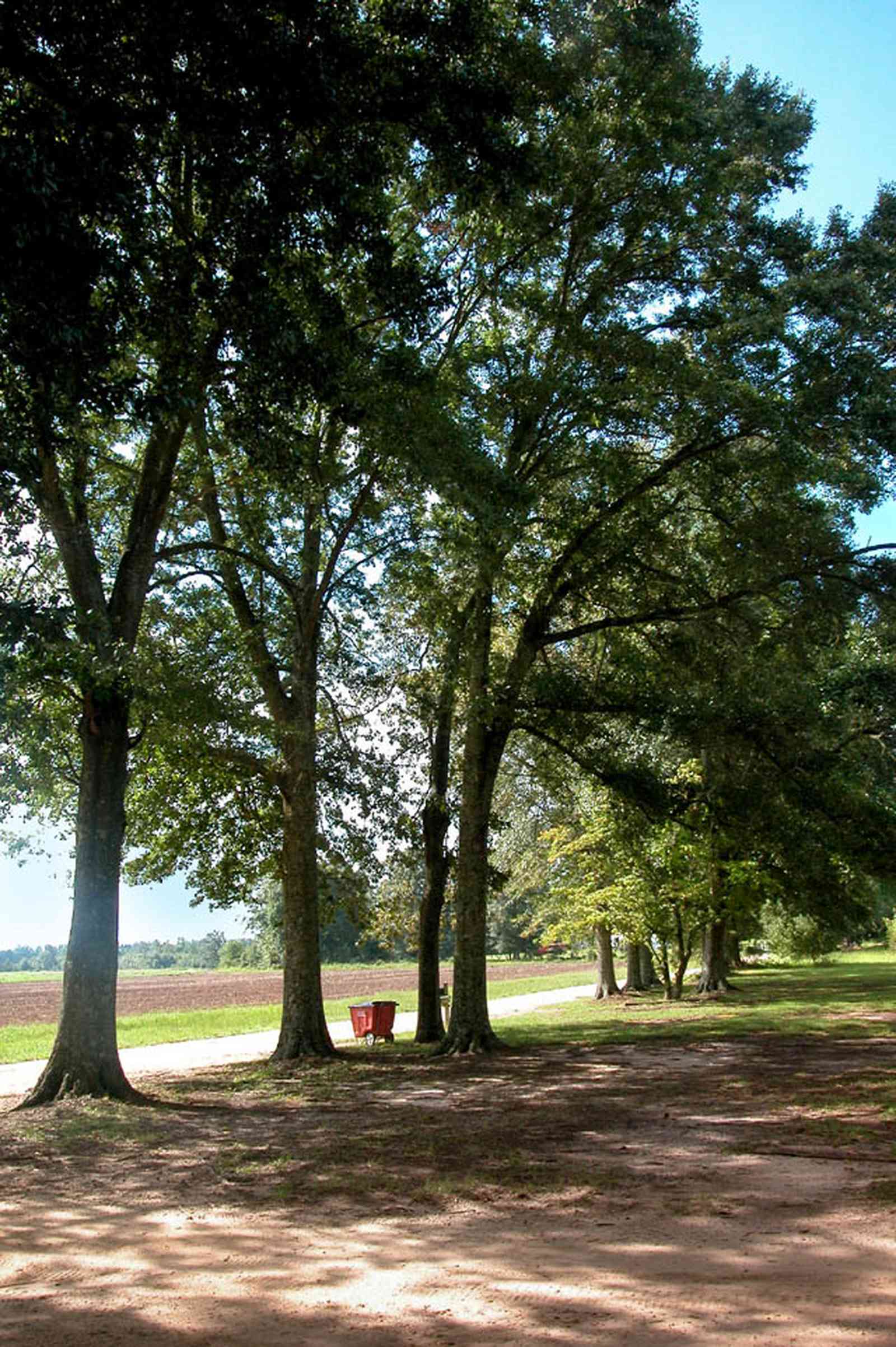 Hollandtown:-Holland-Farm:-South-Field_04.jpg:  sweet gum tree, water oak tree, field, crop, pumpkin patch, dirt road