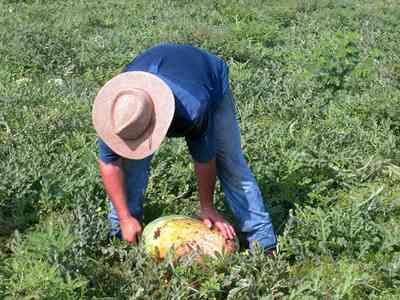 Hollandtown:-Holland-Farm:-Watermelon-Patch_01.jpg:  watermelon patch, watermelon vine, picking watermelons, blue jeans, straw hat, farmer, sandy-loam soil , 
