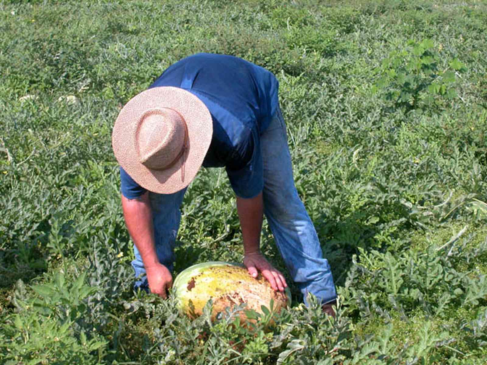 Hollandtown:-Holland-Farm:-Watermelon-Patch_01.jpg:  watermelon patch, watermelon vine, picking watermelons, blue jeans, straw hat, farmer, sandy-loam soil , 