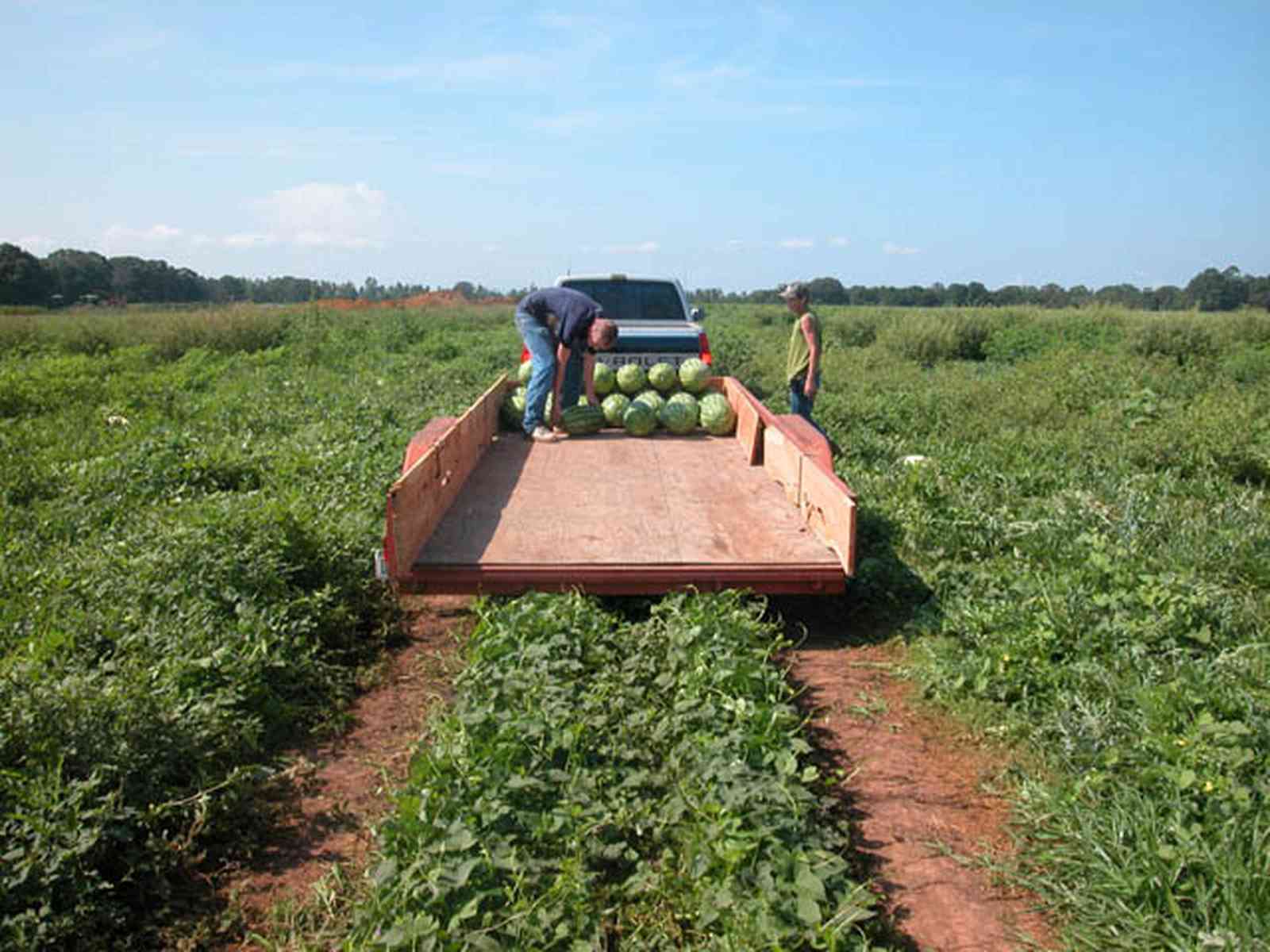 Hollandtown:-Holland-Farm:-Watermelon-Patch_02a.jpg:  watermelon patch, watermelon vine, farmer, farmland, farm worker, vines, 