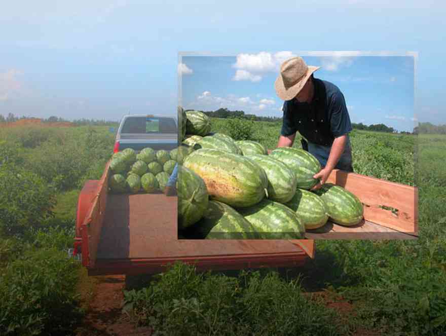 Hollandtown:-Holland-Farm:-Watermelon-Patch_20.jpg:  farmland, farmer, farm produce, watermelons, trailor, truck, straw hat, watermelon patch, lycopene, 
