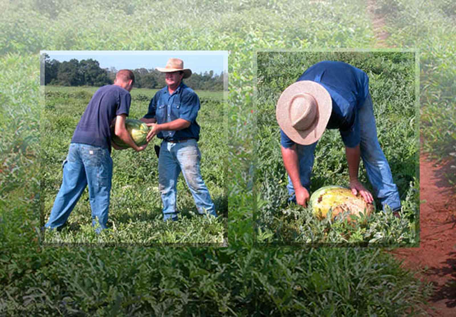 Hollandtown:-Holland-Farm:-Watermelon-Patch_21.jpg:  harvest, farm produce, watermelon vines, farmer, beta-carotene, watermelon, 