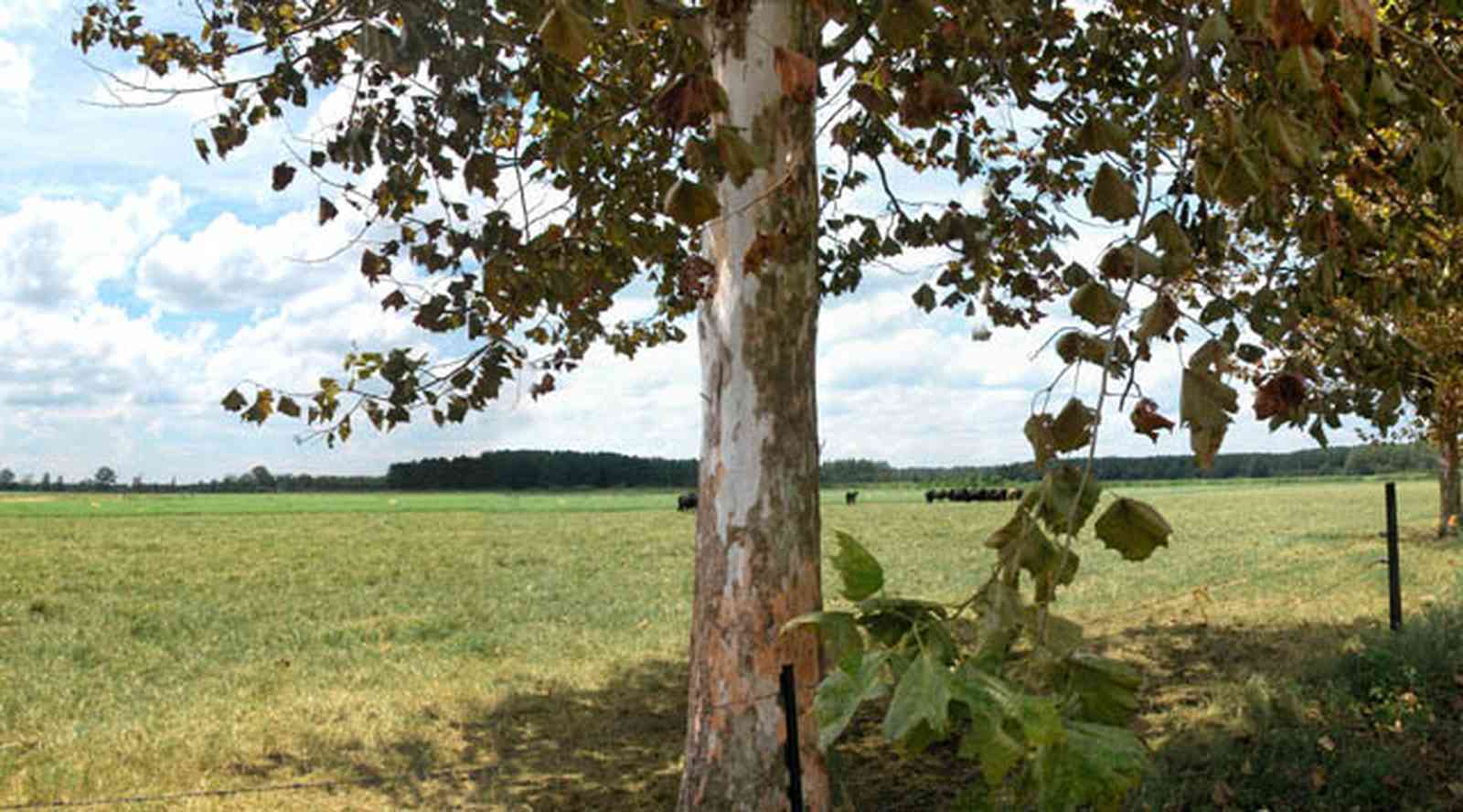 Hollandtown:-Sundance-Farm_02.jpg:  sycamore trees, cattle, cows, beef cattle, county road, fence, pasture, farm, farmers, santa rosa county, 