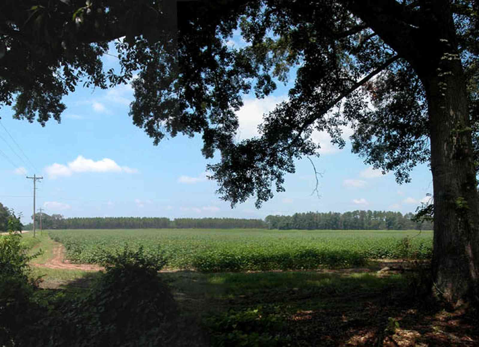 Jay:-Market-Road-Farm_06.jpg:  oak tree, cotton field, country road, farm, farmland, farm house, santa rosa county