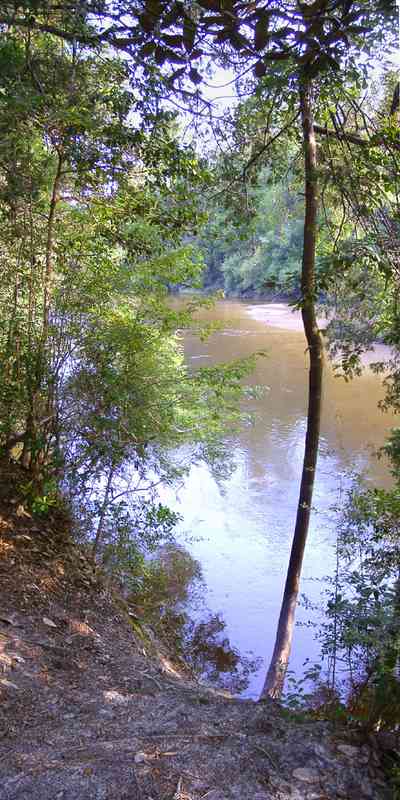 Milton:-Adventures-Unlimited_13.jpg:  wolfe creek, camping, forest, swamp